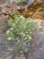 Pentatrichia petrosa