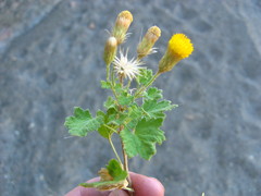 Pentatrichia petrosa