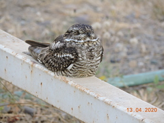 Chordeiles acutipennis