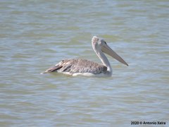 Pelecanus rufescens