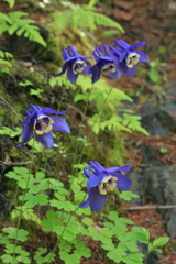 Aquilegia amurensis
