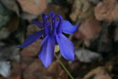Aquilegia amurensis