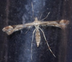 Platyptilia