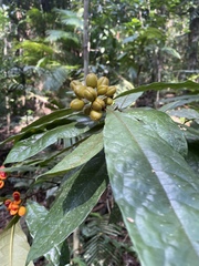 Pittosporum rubiginosum