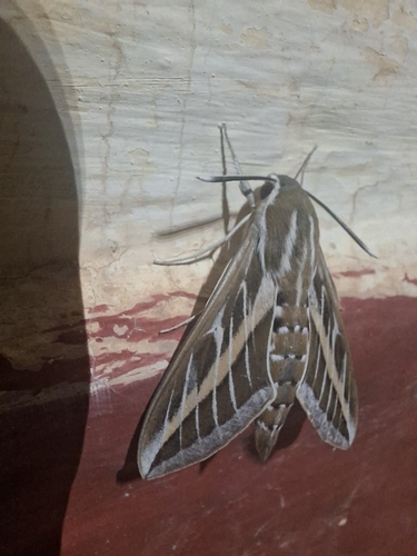 Striped Hawkmoth