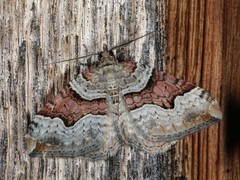 Xanthorhoe decoloraria