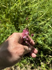 Sidalcea nelsoniana