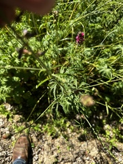 Sidalcea nelsoniana, photograph (c) Michael O'Loughlin, some rights reserved (CC BY)