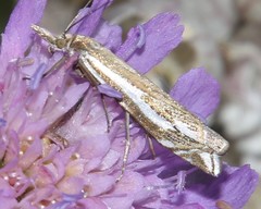 Crambus pratella