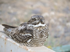 Chordeiles acutipennis
