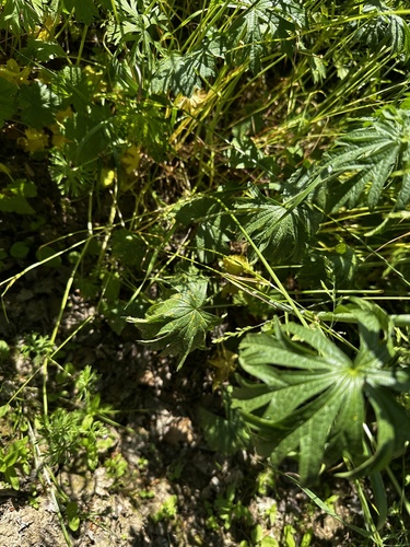 Sidalcea nelsoniana, photograph 3