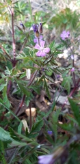 Geranium robertianum