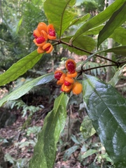Pittosporum rubiginosum