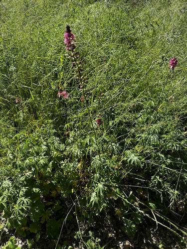 Sidalcea nelsoniana, photograph 4