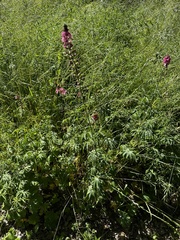 Sidalcea nelsoniana, photograph (c) Michael O'Loughlin, some rights reserved (CC BY)