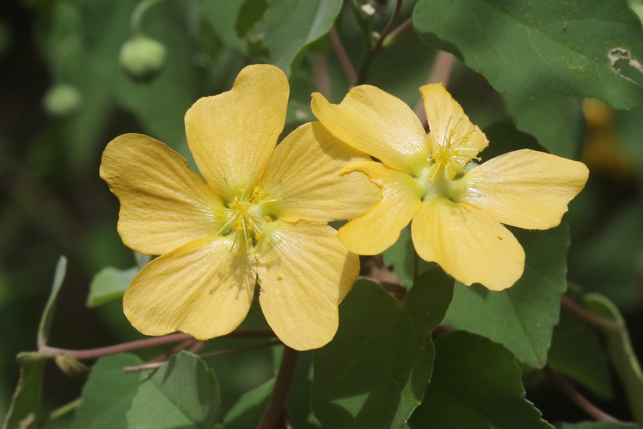 Abutilon pseudocleistogamum Hochr.