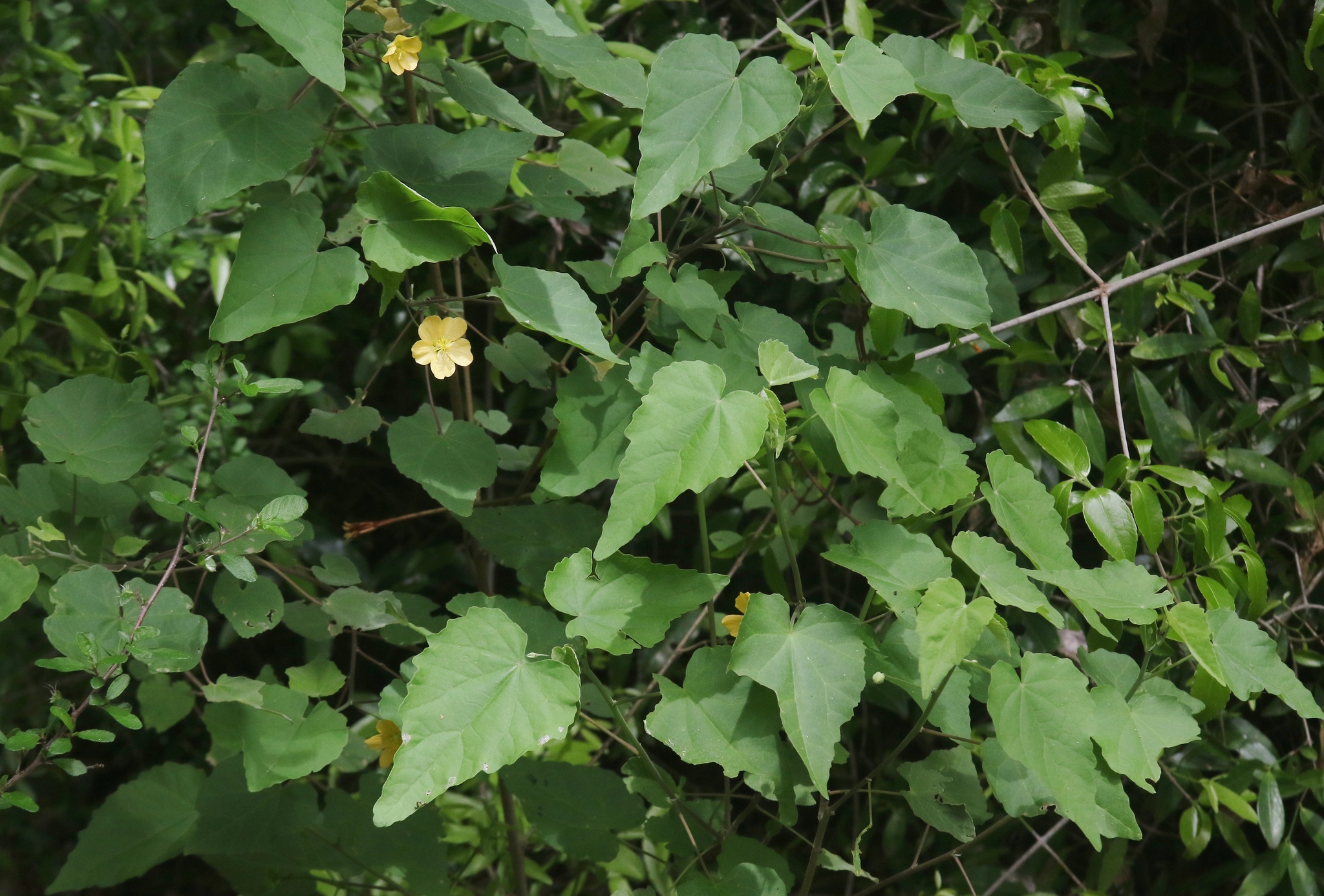 Abutilon pseudocleistogamum Hochr. 2
