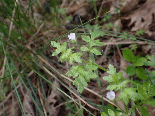 Nemophila parviflora