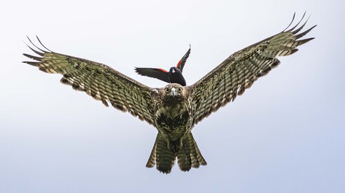 Red-tailed Hawk (Buteo jamaicensis), a species recorded in Texas