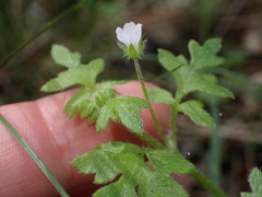 Nemophila parviflora, photograph (c) elik03, some rights reserved (CC BY)