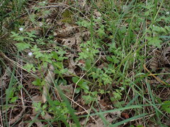 Nemophila parviflora, photograph (c) elik03, some rights reserved (CC BY)