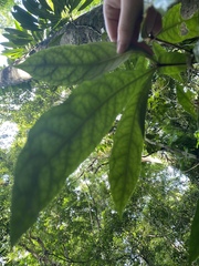 Pittosporum rubiginosum