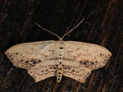 Scopula cacuminaria