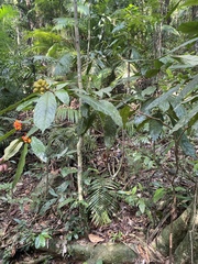 Pittosporum rubiginosum