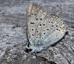 Lycaena tityrus subalpina