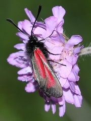 Zygaena purpuralis