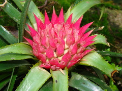 Aechmea recurvata