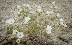 Leptosiphon chrysanthus decorus