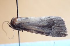 Condicini