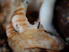 Clunio pacificus