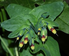 Cerinthe glabra
