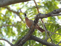 Pseudoseisura lophotes