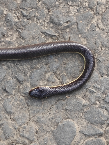 Greater Black Krait