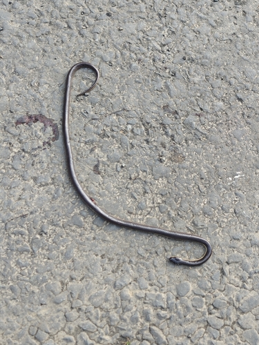 Greater Black Krait