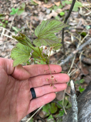 northern redcurrant