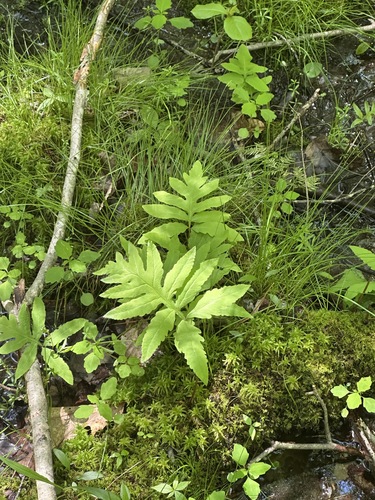 sensitive fern