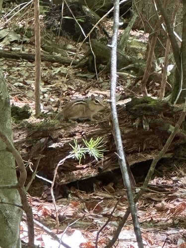 Eastern Chipmunk