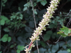 Digitalis micrantha