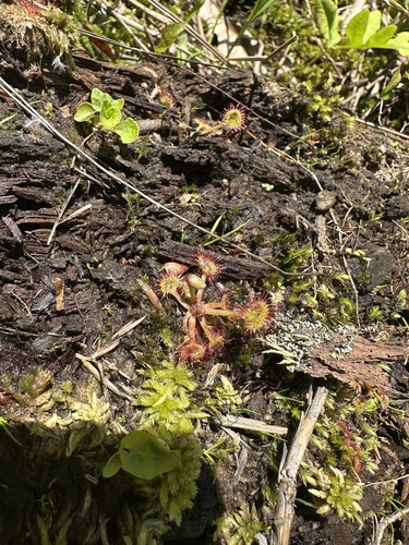 round-leaved sundew