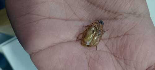 Cyclocephala lunulata
