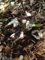 Cardamine angustata