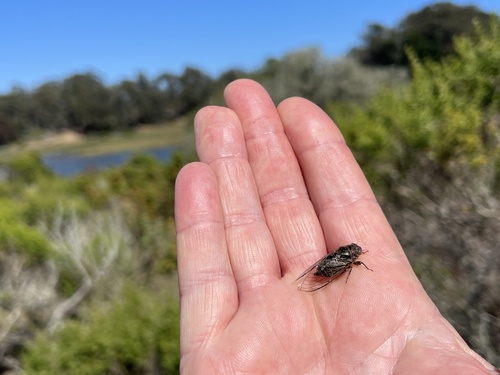 iNaturalist observation photo of Tibicinoides