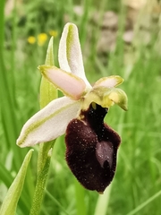 Ophrys exaltata arachnitiformis