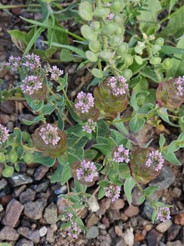Aethionema arabicum (Aethionema arabicum)