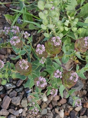 Aethionema arabicum