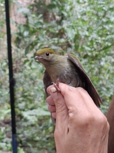 Araripe Manakin